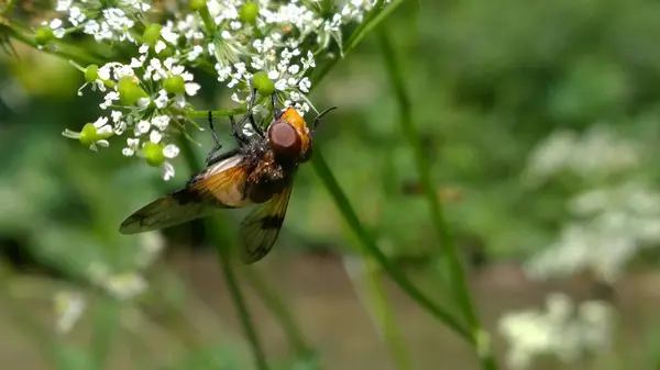 Honigbiene Hintergrund Nahaufnahme — Stockfoto