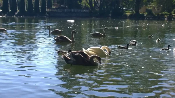 Cisnes Patos Nadando Lago — Foto de Stock