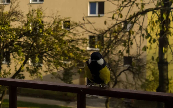 Pájaro Valla Parque Ciudad — Foto de Stock