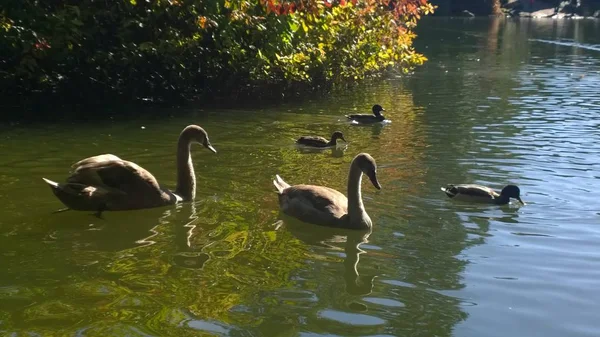 Cisnes Patos Nadando Lago — Fotografia de Stock