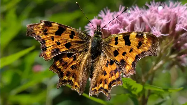 Beau Papillon Sur Fond Gros Plan — Photo