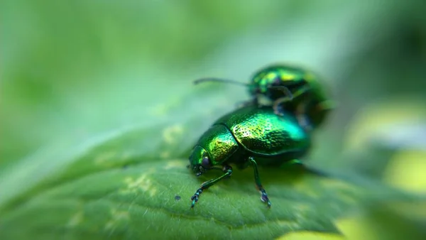 Hmyz Zelených Listech Zavřít — Stock fotografie