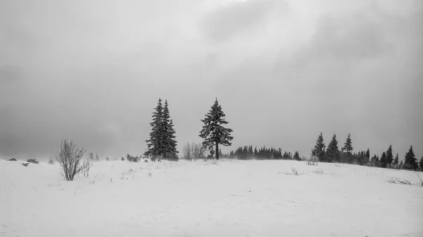 Vacker Vinter Snöiga Fält — Stockfoto