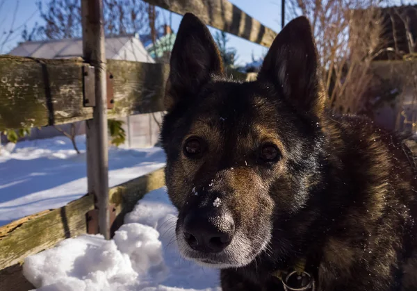 Hond Sneeuw Het Winterseizoen — Stockfoto