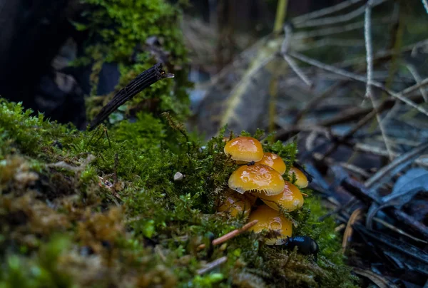 野生森林苔藓上的蘑菇 — 图库照片