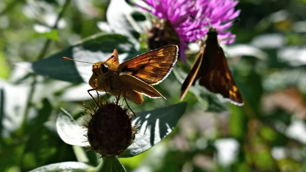 Beaux Papillons Sur Fond Gros Plan — Photo