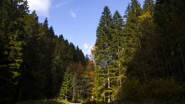 Belle Forêt Par Temps Ensoleillé — Photo