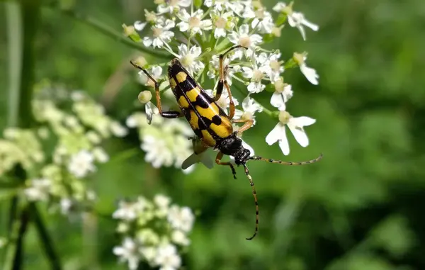 Langhorn Und Blumen Hintergrund Nahaufnahme — Stockfoto