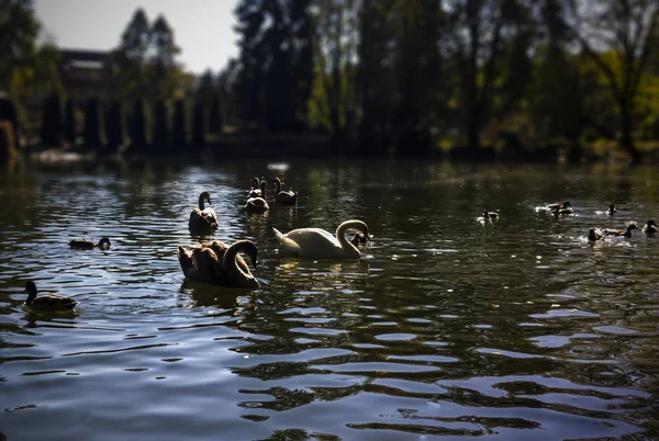 Cisnes Patos Nadando Lago — Fotografia de Stock