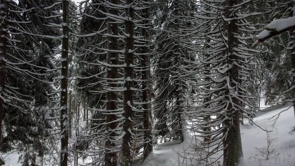 Nature Snow Winter — Stock Photo, Image