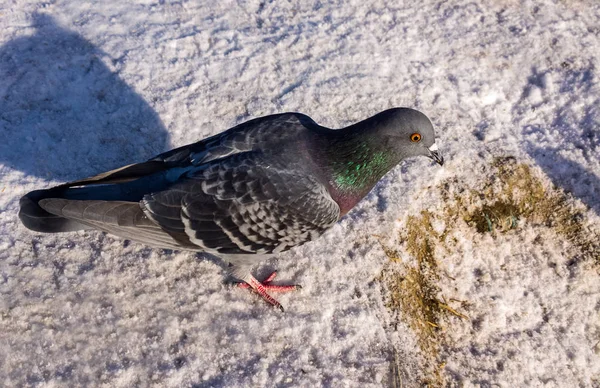 Pigeon Sur Neige Blanche Hiver — Photo
