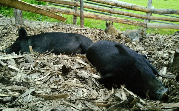 Μαύροι Χοίροι Κοιμούνται Πτηνοτροφείο — Φωτογραφία Αρχείου