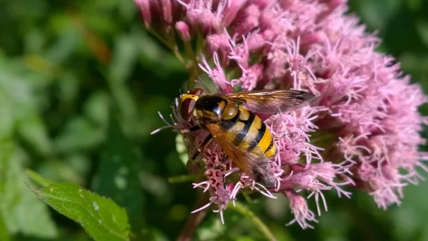 Honigbiene Auf Blume Hintergrund Nahaufnahme — Stockfoto