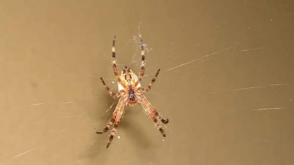 Spinne Mit Netz Auf Braunem Hintergrund — Stockfoto