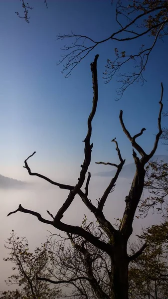 Trockene Bäume Auf Berggipfel — Stockfoto