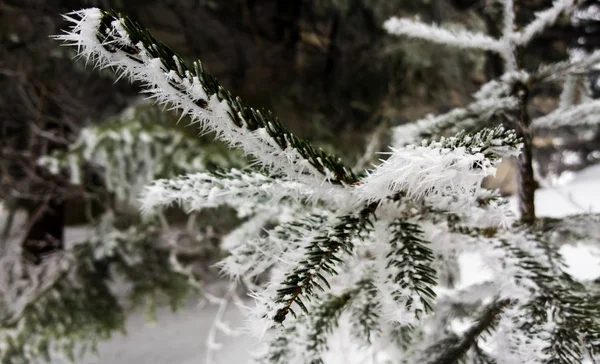 Fryst Fir Tree Förgrena Sig Vintern — Stockfoto