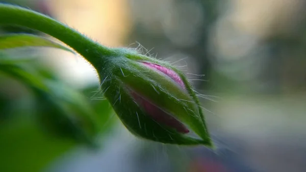 Piękny Wiosenny Kwiat Zbliżenie — Zdjęcie stockowe
