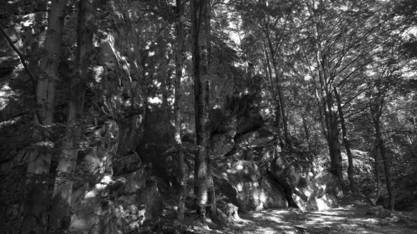 Forêt Ensoleillée Noir Blanc — Photo