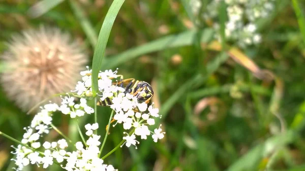 Insectos Las Flores Blancas Cerca —  Fotos de Stock