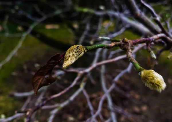 Branches Arbres Dans Forêt Sauvage — Photo