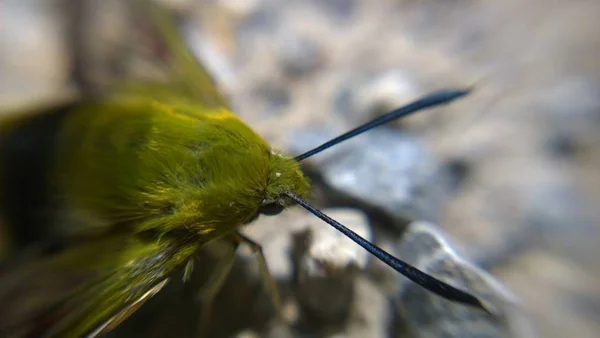 Vue Floue Gros Plan Des Insectes — Photo