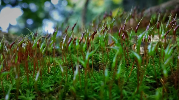 Herbe Verte Dans Forêt Sauvage — Photo