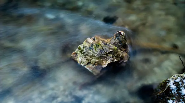 Grünes Blatt Auf Dem Wasser Aus Nächster Nähe — Stockfoto