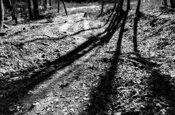 Dziki Las Tonacji Czarno Białej — Zdjęcie stockowe