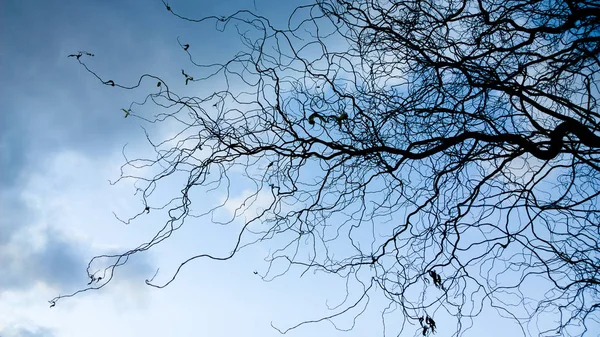 Branches Arbres Morts Avec Ciel Bleu — Photo