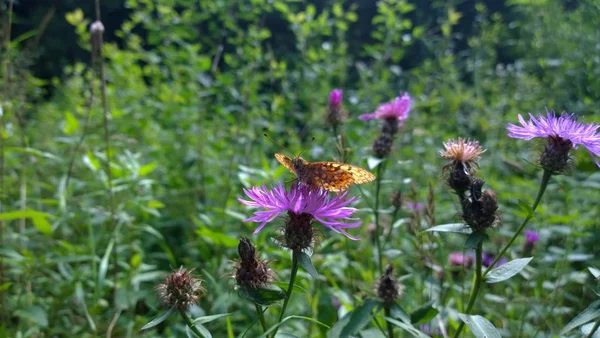 Papillon Sur Fleur Violette Gros Plan — Photo
