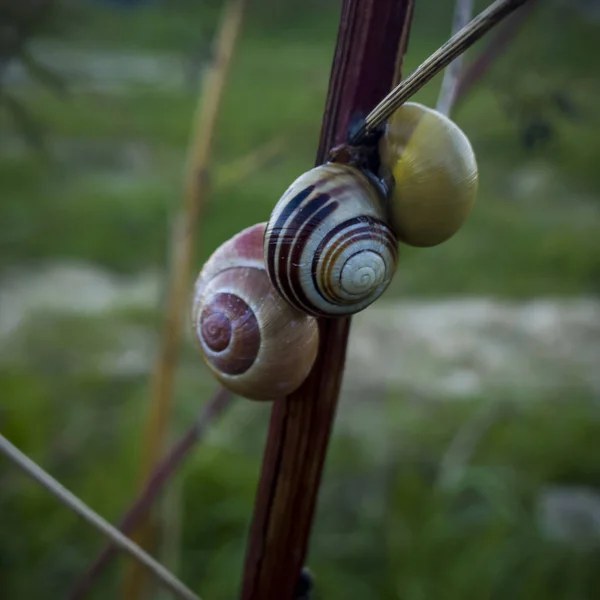 Escargots Sur Branche Près Prairie — Photo