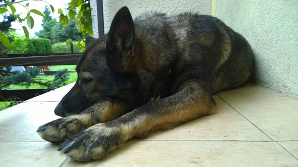 建物近くの床に寝そべっている犬 — ストック写真