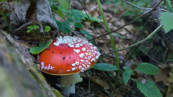 Mushroom Forest Close Daytime — 스톡 사진