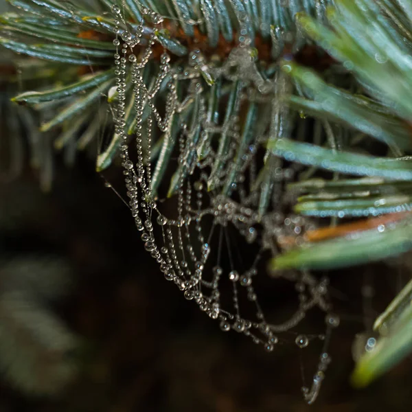 Nahaufnahme Von Wassertropfen Auf Grüner Pflanze — Stockfoto