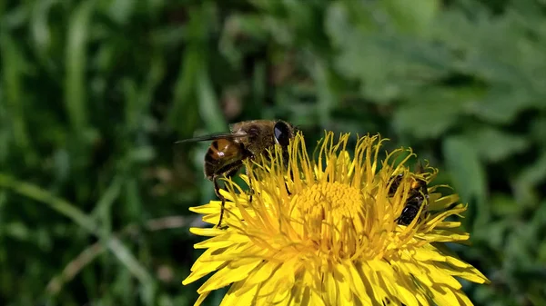 Μέλι Μέλισσα Στο Παρασκήνιο Κοντινό — Φωτογραφία Αρχείου