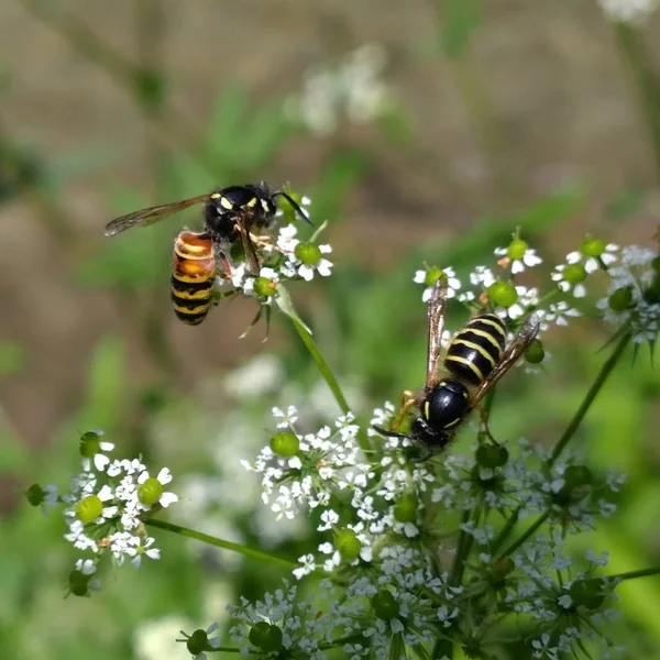 Bienen Auf Blumen Der Natur Aus Nächster Nähe — Stockfoto