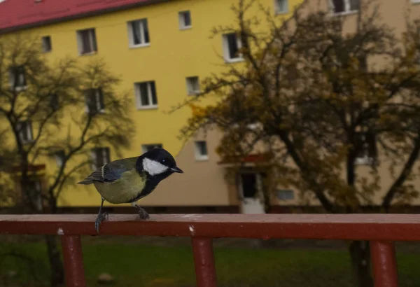 Fågel Balkongstaket Staden — Stockfoto