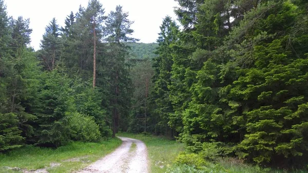Boş Yol Yeşil Orman — Stok fotoğraf