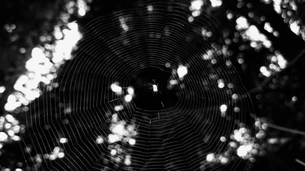 Spider web in dark forest