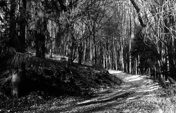 Wild Bergbos Landschap — Stockfoto