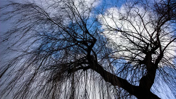 Árvore Céu Nublado Fundo — Fotografia de Stock