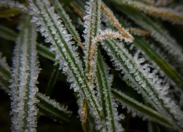 Gros Plan Des Feuilles Vertes Avec Glace — Photo