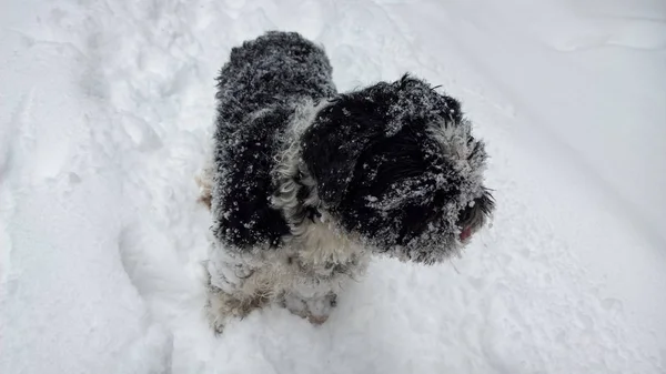 Schattige Hond Wandelen Winter — Stockfoto