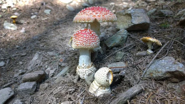 Mushrooms Forest Close Daytime — 스톡 사진