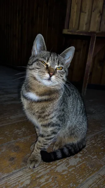 Terk Edilmiş Ahşap Evde Kedi — Stok fotoğraf