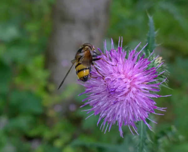 Honigbiene Hintergrund Nahaufnahme — Stockfoto