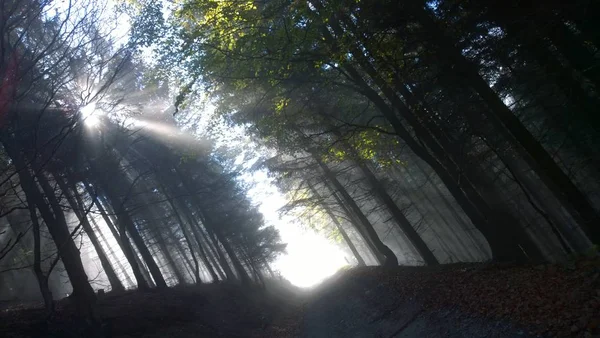 Sole Splende Tra Gli Alberi Nella Foresta — Foto Stock