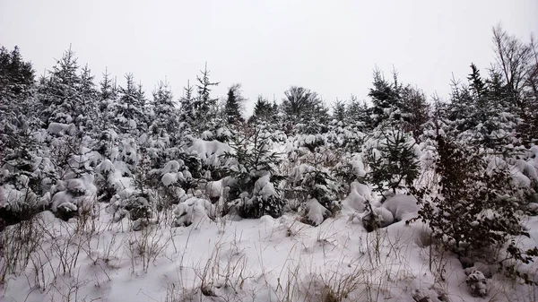 Naturaleza Bajo Nieve Durante Invierno — Foto de Stock