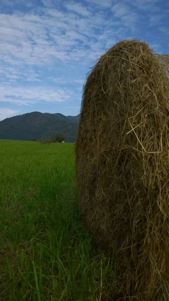 Hårbalar Grön Äng — Stockfoto