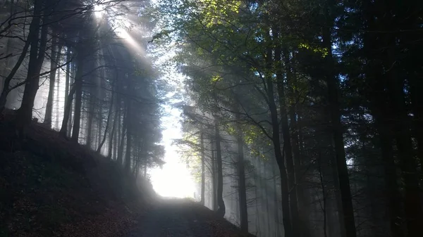 Die Sonne Scheint Durch Die Bäume Wald — Stockfoto